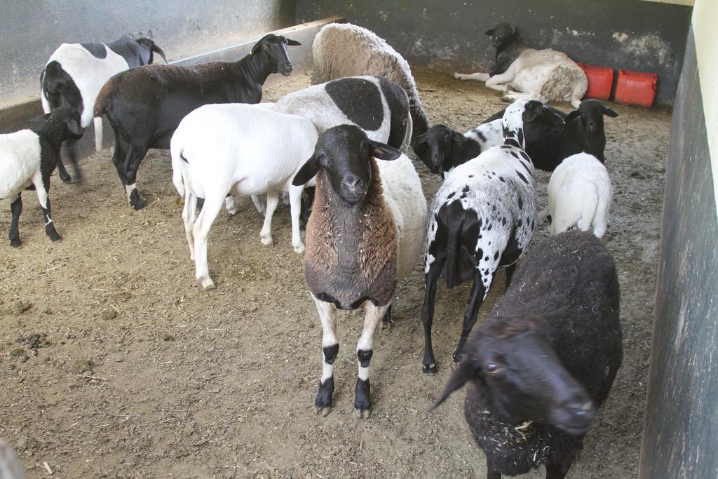 Hotel Fazenda Parque Dos Sonhos Socorro  Eksteriør billede